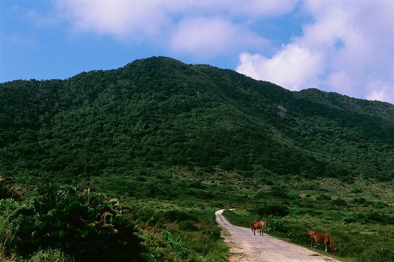 Momoko Tani (谷桃子) - No.89 [VYJ]